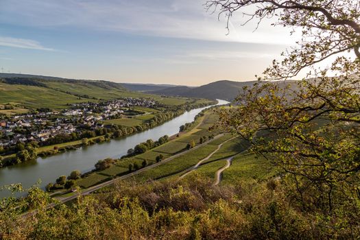 Panoramic view of the Moselle valley with the wine village Brauneberg in the background on a sunny autumn day