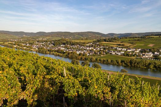 Panoramic view of the Moselle valley with the wine village Brauneberg in the background on a sunny autumn day