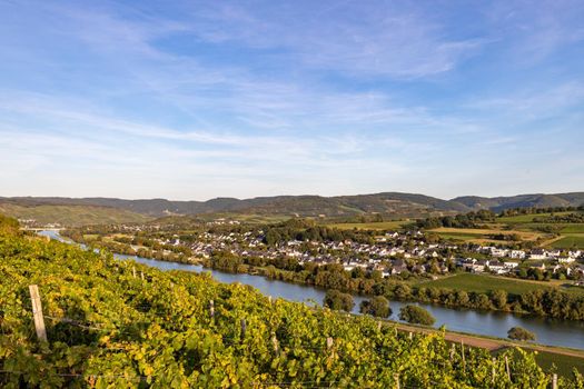 Panoramic view of the Moselle valley with the wine village Brauneberg in the background on a sunny autumn day