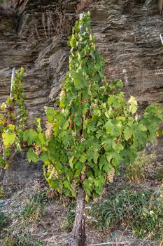 Vine with ripe Riesling grapes in a vineyard near Brauneberg on the Moselle