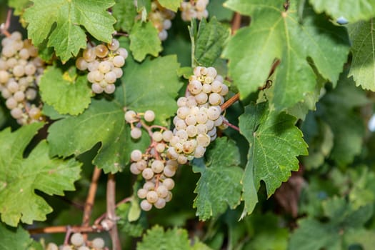 Ripe Riesling grapes in a vineyard near Brauneberg on the Mosel just before the grape harvest