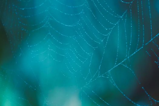 image of blurred abstract and art with bokeh of cobweb light cold tone