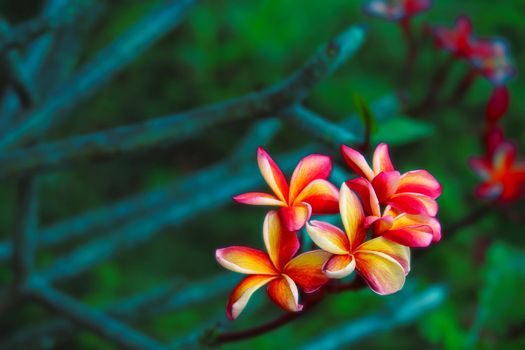 Plumeria red yellow white flower and frangipani floral, Plumeria full blooming and green leaves background in the garden