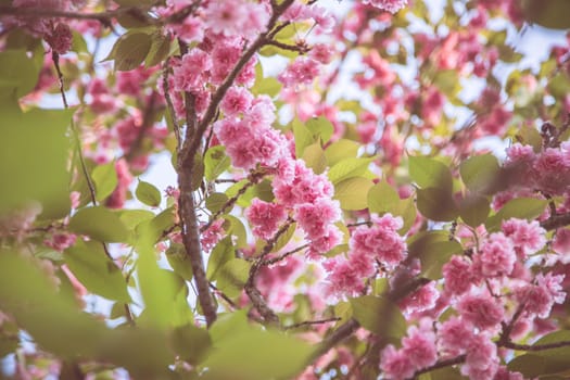 Close up picture of pink blooming cherry blossoms