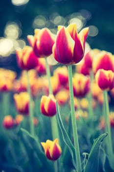 Colorful spring flowers (tulips) in the public park