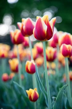 Colorful spring flowers (tulips) in the public park