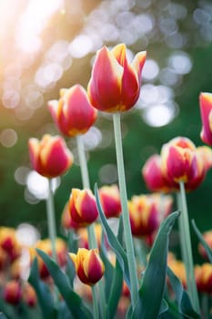 Colorful spring flowers (tulips) in the public park