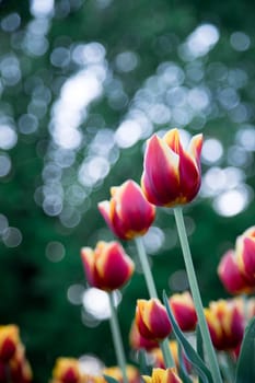 Colorful spring flowers (tulips) in the public park