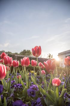 Colorful spring flowers (tulips) in the public park