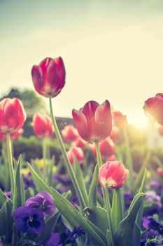 Colorful spring flowers (tulips) in the public park