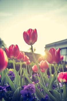 Colorful spring flowers (tulips) in the public park