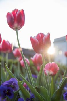 Colorful spring flowers (tulips) in the public park