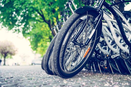 Parking bikes for rental in the city, tourism