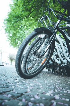 Parking bikes for rental in the city, tourism