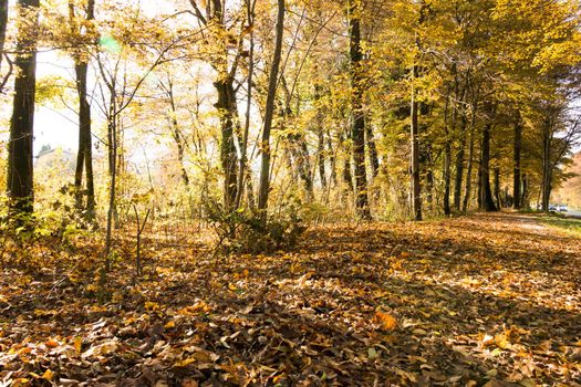 Beautiful park in autumn, bright sunny day with colorful leaves on the floor