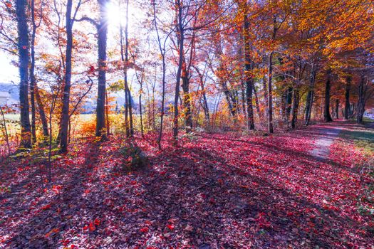 Beautiful park in autumn, bright sunny day with colorful leaves on the floor