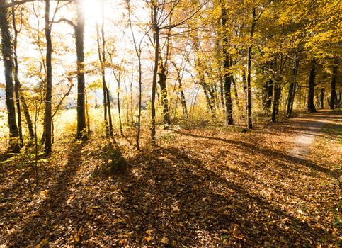Beautiful park in autumn, bright sunny day with colorful leaves on the floor