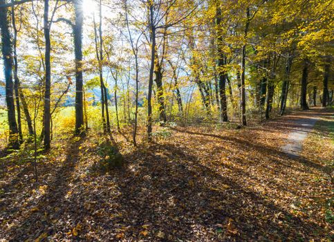 Beautiful park in autumn, bright sunny day with colorful leaves on the floor