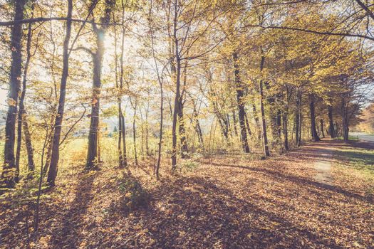 Beautiful park in autumn, bright sunny day with colorful leaves on the floor