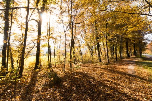 Beautiful park in autumn, bright sunny day with colorful leaves on the floor