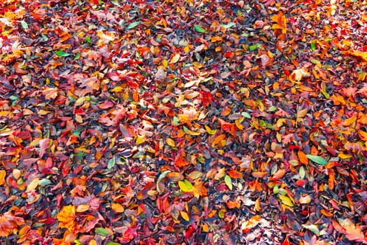 Colorful leaves on the floor, park flair, background