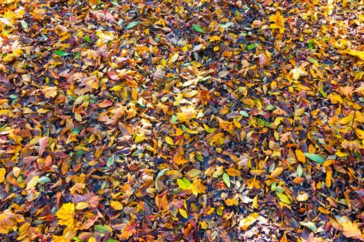 Colorful leaves on the floor, park flair, background