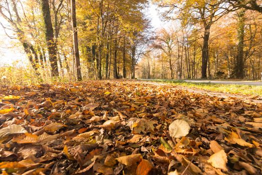 Beautiful park in autumn, bright sunny day with colorful leaves on the floor