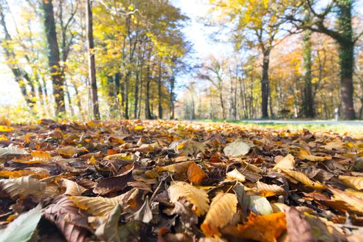 Beautiful park in autumn, bright sunny day with colorful leaves on the floor