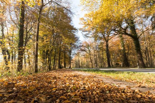 Beautiful park in autumn, bright sunny day with colorful leaves on the floor