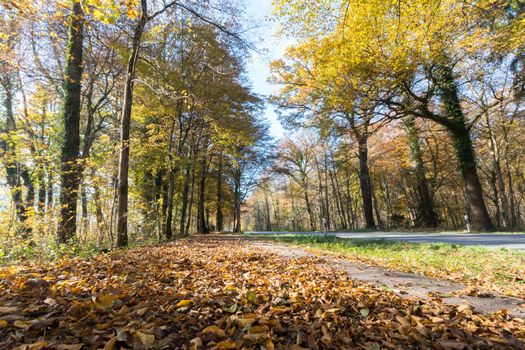 Beautiful park in autumn, bright sunny day with colorful leaves on the floor