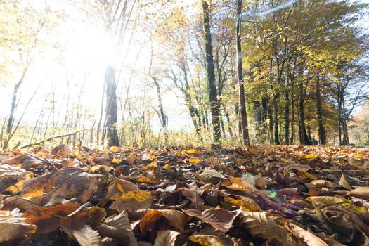 Beautiful park in autumn, bright sunny day with colorful leaves on the floor