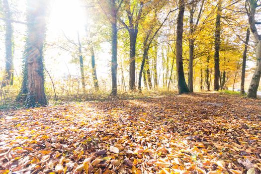 Beautiful park in autumn, bright sunny day with colorful leaves on the floor