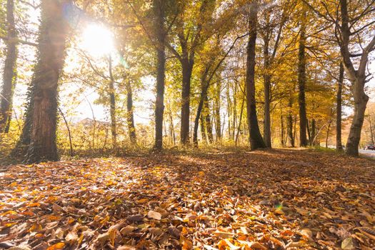 Beautiful park in autumn, bright sunny day with colorful leaves on the floor