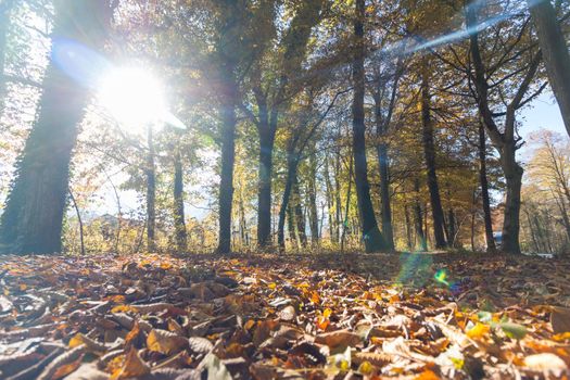 Beautiful park in autumn, bright sunny day with colorful leaves on the floor