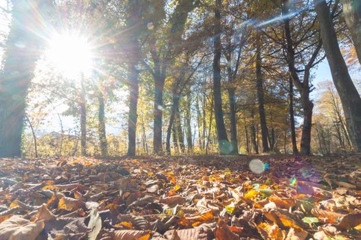 Beautiful park in autumn, bright sunny day with colorful leaves on the floor