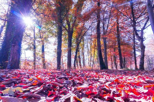 Beautiful park in autumn, bright sunny day with colorful leaves on the floor