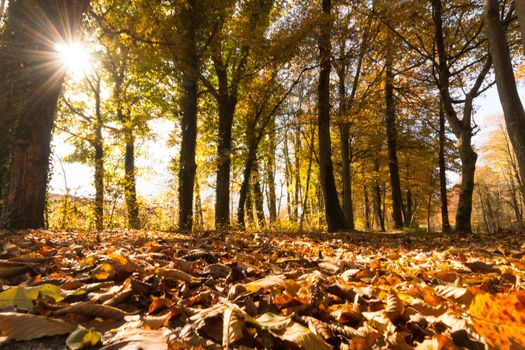 Beautiful park in autumn, bright sunny day with colorful leaves on the floor