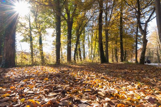 Beautiful park in autumn, bright sunny day with colorful leaves on the floor