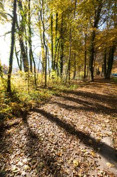 Beautiful park in autumn, bright sunny day with colorful leaves on the floor