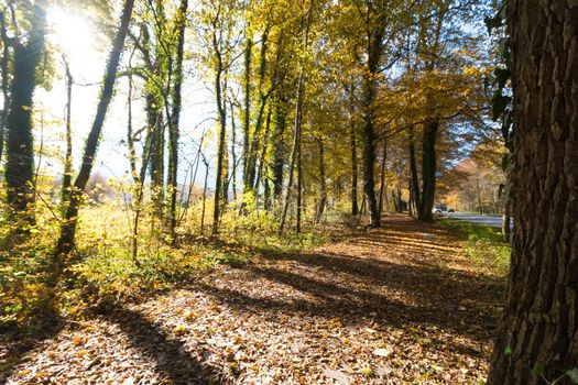 Beautiful park in autumn, bright sunny day with colorful leaves on the floor