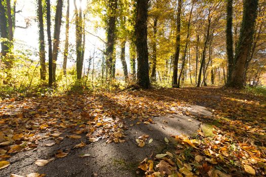 Beautiful park in autumn, bright sunny day with colorful leaves on the floor