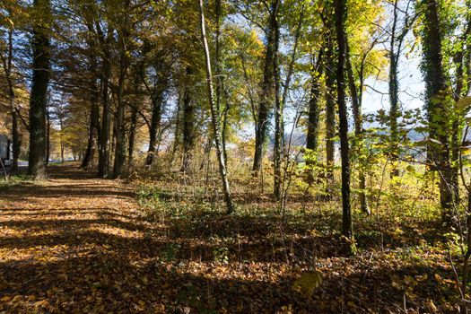 Beautiful park in autumn, bright sunny day with colorful leaves on the floor