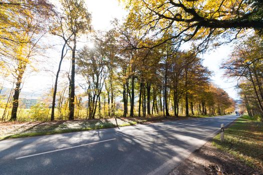 Beautiful park in autumn, bright sunny day with colorful leaves on the floor