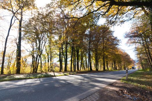 Beautiful park in autumn, bright sunny day with colorful leaves on the floor