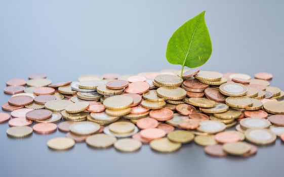 Sustainable investment money concept: Coins tacked on each other, green leaf