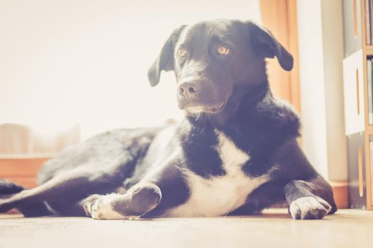 Cute black dog is lying on the floor and relaxing