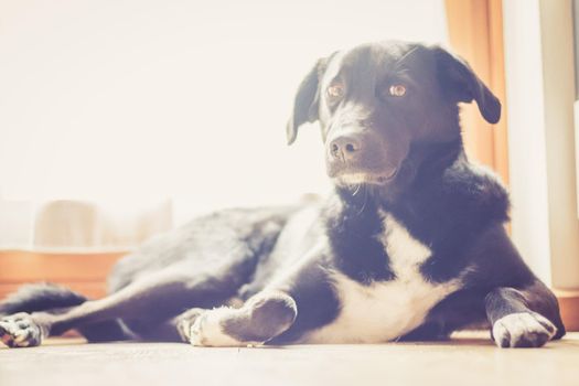 Cute black dog is lying on the floor and relaxing