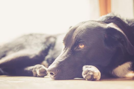 Cute black dog is lying on the floor and relaxing