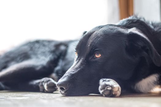 Cute black dog is lying on the floor and relaxing