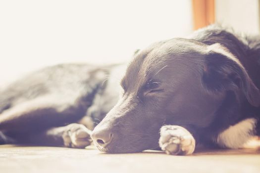 Cute black dog is lying on the floor and relaxing